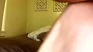 Huge boobs granny fingering her fat pussy pov cam