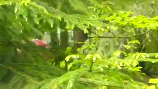 Horny mature babe enjoying some outdoor masturbation