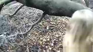 Natural tits Step-Mama Harper Suck Hard teen 18+ Step son