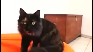 Mature French amatrice aime l'anal